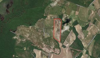 53 86 Acres-TBD Pate Rd, Bishopville, SC 29010