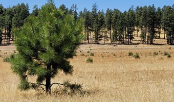 Tbd STONE CREEK RD CR 2117, Alpine, AZ 85920