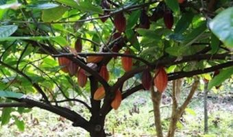 1600 Lower Nahiku Rd, Hana, HI 96713