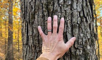 Hwy 9, Bruce, MS 38915