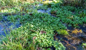 4495 County Road 405, Alton, MO 65606