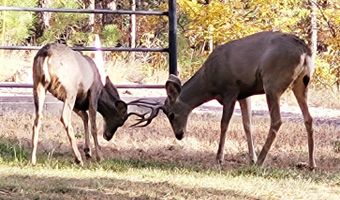 9 Co Rd 2074 # 2074, Alpine, AZ 85920