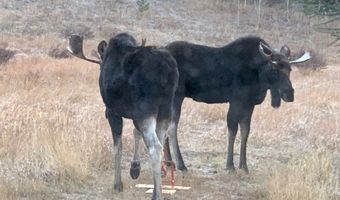 TBD County Road 59, Allenspark, CO 80510