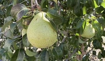 20812 Vista Grande Dr, Austin, CO 81410