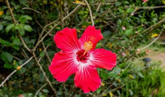 1220 W Kuiaha Rd, Haiku, HI 96708
