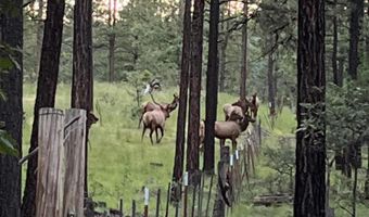 56 Co Rd 2266, Alpine, AZ 85920