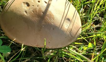 4775 S 50th Rd, Aldrich, MO 65601