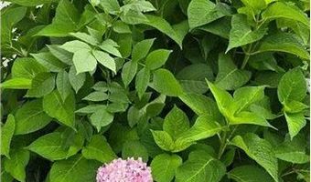 309 5th St SW, Austin, MN 55912