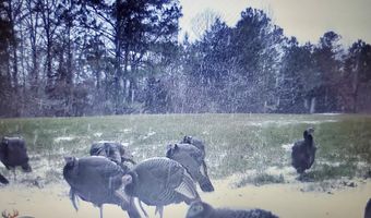 Reeves Road, Ashland, MS 38603