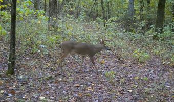 Whiskey Creek Lane, Batesville, AR 72501