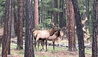 56 Co Rd 2266, Alpine, AZ 85920