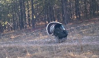 336 Middle Fork Rd, Devils Tower, WY 82714