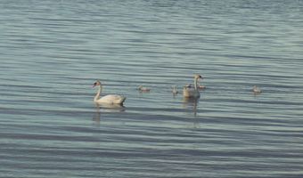 1205 Partridge Point Rd, Alpena, MI 49707