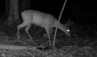 0 Dogwood Ln, Abbeville, SC 29620