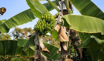 81-1045 KEOPUKA MAUKA Rd, Captain Cook, HI 96750