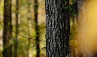 971 Somerset Rd SE, Bogue Chitto, MS 39629