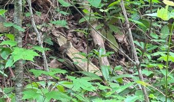 88 Acres Bolden Br, Andrews, NC 28901