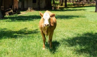 27050 County Road 70, Andalusia, AL 36421