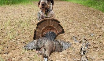 Reeves Road, Ashland, MS 38603