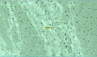 2902 N Falcon Rd, Amargosa Valley, NV 89020