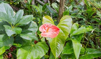 15-2015 24TH Ave, Keaau, HI 96749