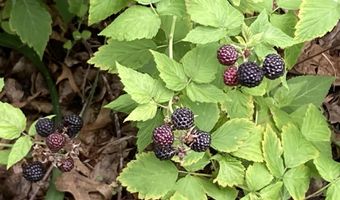 1606 Waddell, Atlantic, IA 50022