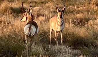 100 Carbide Ln, Carrizozo, NM 88301
