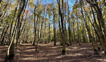 TBD Binnicker Bridge Road, Bamberg, SC 29003