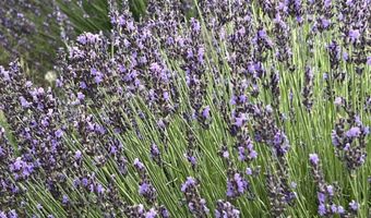 Purple ADOBE LAVENDER FARM 25 Private Dr 1622, Abiquiu, NM 87510