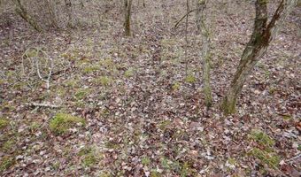 County Route 16, Angelica, NY 14709