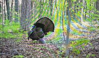 TBD1 E Willow Rd, Bloomfield, IN 47424