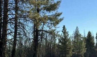 Bull Pine, Beatty, OR 97621