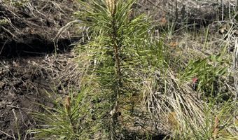 TBD MOUNTAIN VIEW Drive, Bondurant, WY 82922