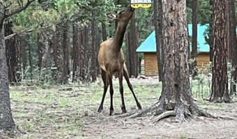 17 County Road 2195, Alpine, AZ 85920