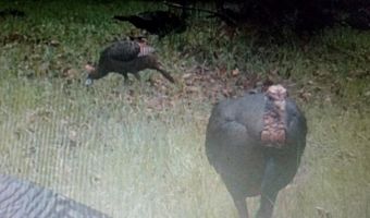 Reeves Road, Ashland, MS 38603