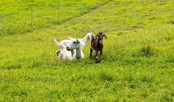 28-257 AKAKA FALLS Rd, Honomu, HI 96728