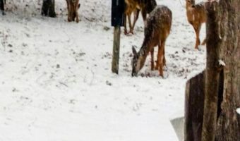 9606 Munger Rd, Afton, MI 49705