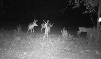7901 Ashleigh Rd, Blackville, SC 29817