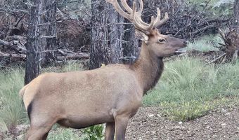 Lot 19 Buckskin Rd, Angel Fire, NM 87710