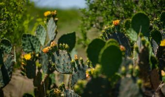FM 735, Alice, TX 78332