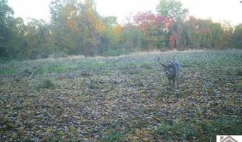 Sandy Branch Road, Bardwell, KY 42023