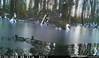 TBD Binnicker Bridge Road, Bamberg, SC 29003