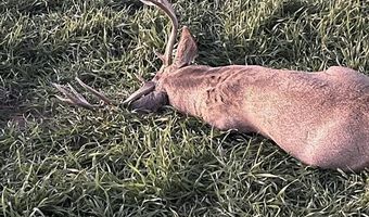 777 County Road 977, Arboles, CO 81147