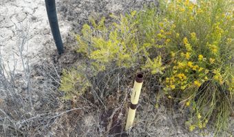 1980 Millard Fillmore Ave, Battle Mountain, NV 89820