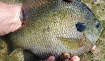 6150 SHOAL CREEK Rd 124+/- Acres, Ashville, AL 35953