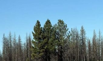 Bull Pine, Beatty, OR 97621
