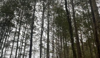 Wilburn Taylor Road, Buckatunna, MS 39322