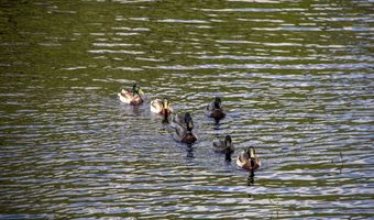 11 N Shore Rd, Chester, NH 03036
