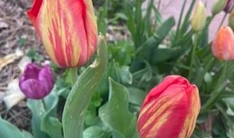 1111 Utica Cir, Boulder, CO 80304