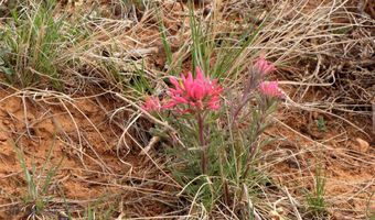 Deadman Creek Road, Bridger, MT 59014